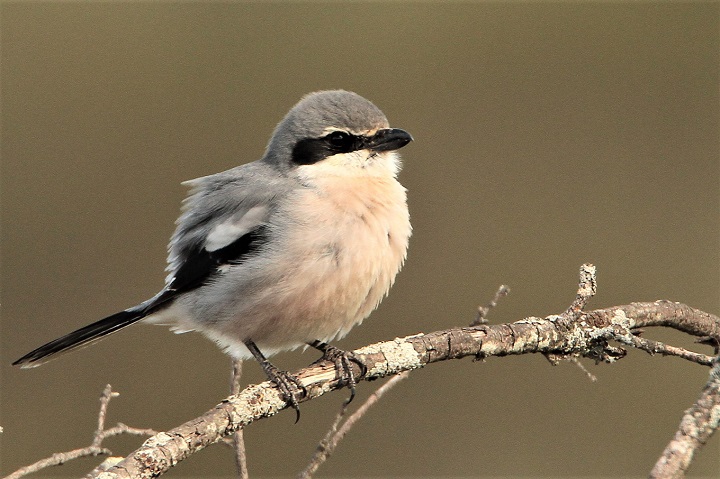 Les passereaux du causse Noir